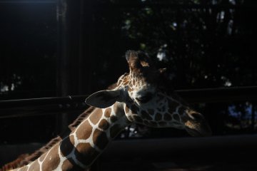 Nogeyama Zoo in Yokohama 