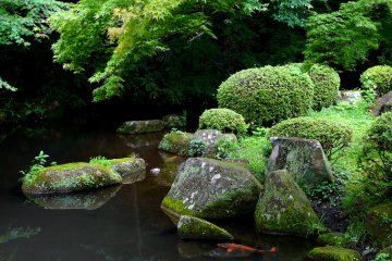 <p>Ornamental koi swim in the park's ponds</p>