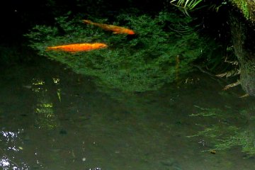 <p>A pair of orange koi drift in a patch of water weed</p>