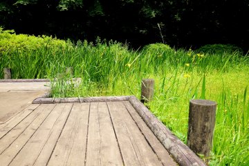 <p>At the far end of the park wooden decking takes you closer to blooming irises</p>