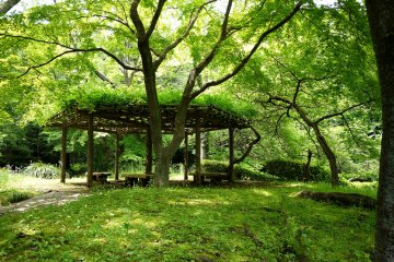 <p>A pergola in a nest of green</p>