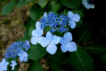 Hydrangeas at Machida Ebine-en
