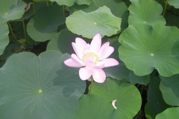 One of many flowers in bloom