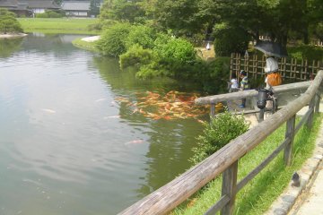 a multitude of koi
