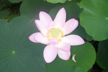 lotus close-up
