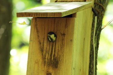 <p>A mother bird hesitantly waits for us to leave so that she can feed her baby</p>