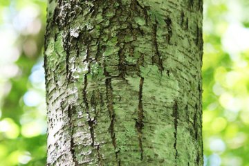 <p>Marks from bears' claws where they climb up and down the trees</p>
