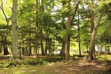 <p>The surrounding wooded area is the perfect place to sit down and escape the summer heat</p>