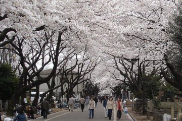 Cherry Blossom Road