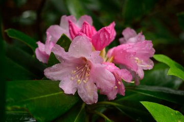 <p>Flowers in the garden</p>