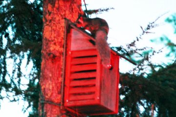 Picchio's Flying Squirrel Tour