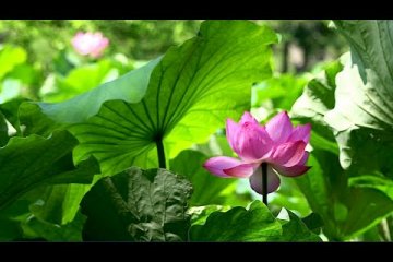 Sankei-en Garden in Summer