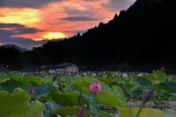 Magical Night at Lotus Heaven