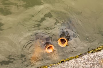 <p>You can buy fish food too, and they know that you have it!</p>