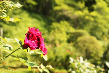 Taliesin Park