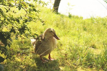 <p>The ducks aren't afraid to say hello</p>