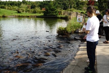<p>Taman dengan kolam yang penuh berisi ikan berukuran besar menjadi daya tarik lain bagi pengunjung</p>