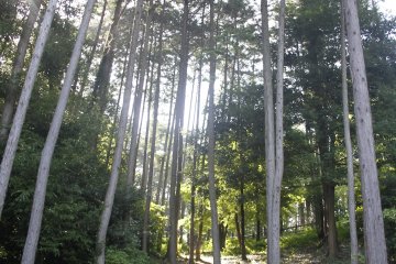 <p>Inside the majestic forest.&nbsp;</p>