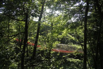 <p>The slide within the forrest.&nbsp;</p>