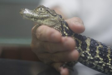 Atagawa Tropical & Alligator Garden