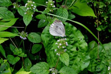 <p>A butterfly sips nectar from flowers near the waterfall</p>