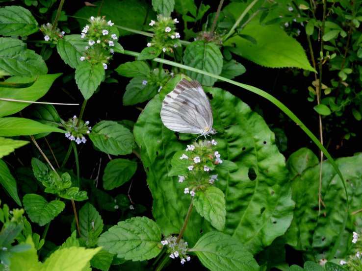 <p>A butterfly sips nectar from flowers near the waterfall</p>