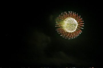 Protea