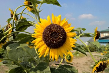 <p>One of the many flowers along the way</p>