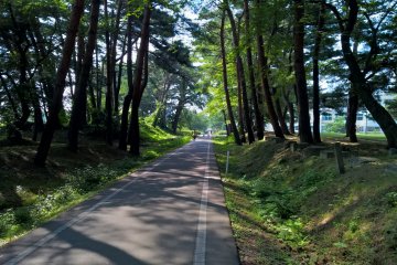 <p>The pine grove near Hanamaki East high school</p>