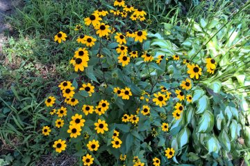 <p>Some wild flowers along the way</p>
