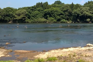 <p>You'll most likely see a lot of birds along the way</p>