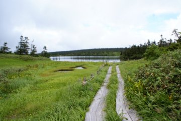 <p>A hiking trail leads through the marshland near Onuma Pond</p>