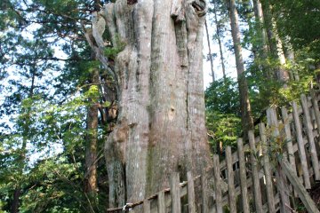 <p>The Shindai Sugi Cedar. One of the largest and oldest (~3,000 years old?)</p>