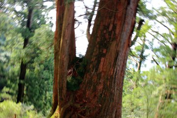 <p>Another large deity cedar tree</p>