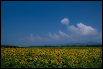 <p>A field of sunflowers</p>