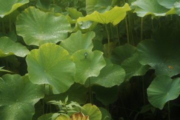 Les parcs de Yakushiike et Nozuta 