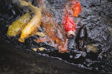 <p>Koi Karp almost swarm around for some food</p>