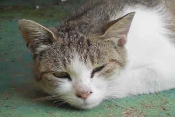 What are you looking at? It is my sleepy time!