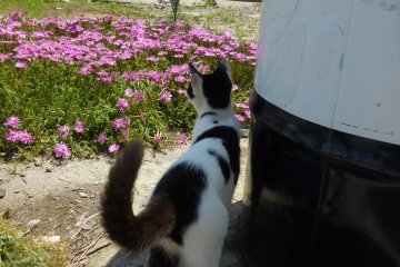 Ha ha! I am Ninja Kitty! I think I lost that stupid human taking pictures of the cats