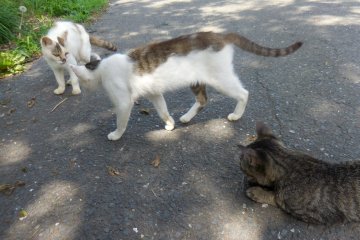 You two! Fight for my entertainment! Mu-ha-ha meow!