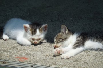 Snuggles and Cuddles taking a power nap