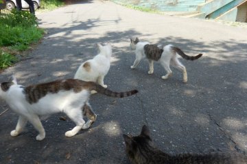 The cats move out, perhaps to taunt more human visitors