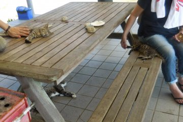 The cat&nbsp;lounge