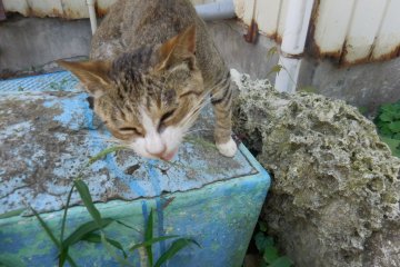 I am a vegetarian cat. Grass tastes yummy! Well, it tastes better than my cooking...&nbsp;