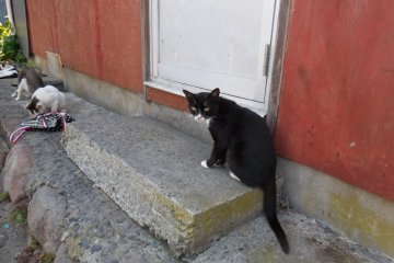 White mask and white socks? What do you mean? No, I am not the cat burglar you are looking for