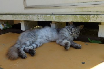 You woke me up just to call me a pretty kitty? What is wrong with you?!