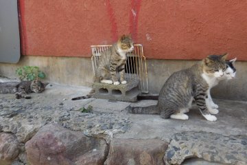 Japanese cats are polite, too. Look at them lining up!