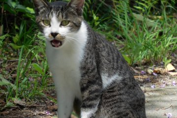 The Legendary Cat Island