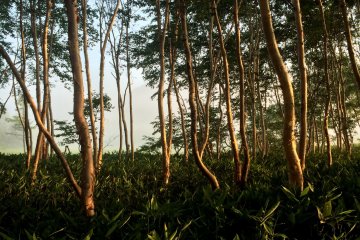 <p>Light illuminates the trees near the foot of the mountain.</p>