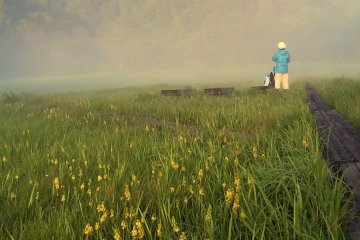 <p>Wild flowers at the foot of Mt. Shibutsu.</p>